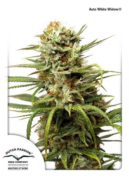 AUTO WHITE WIDOW® DUTCH PASSION