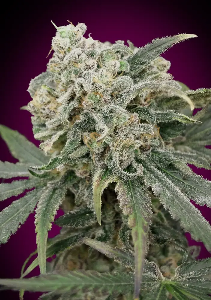 AUTO AMNESIA ADVANCED SEEDS