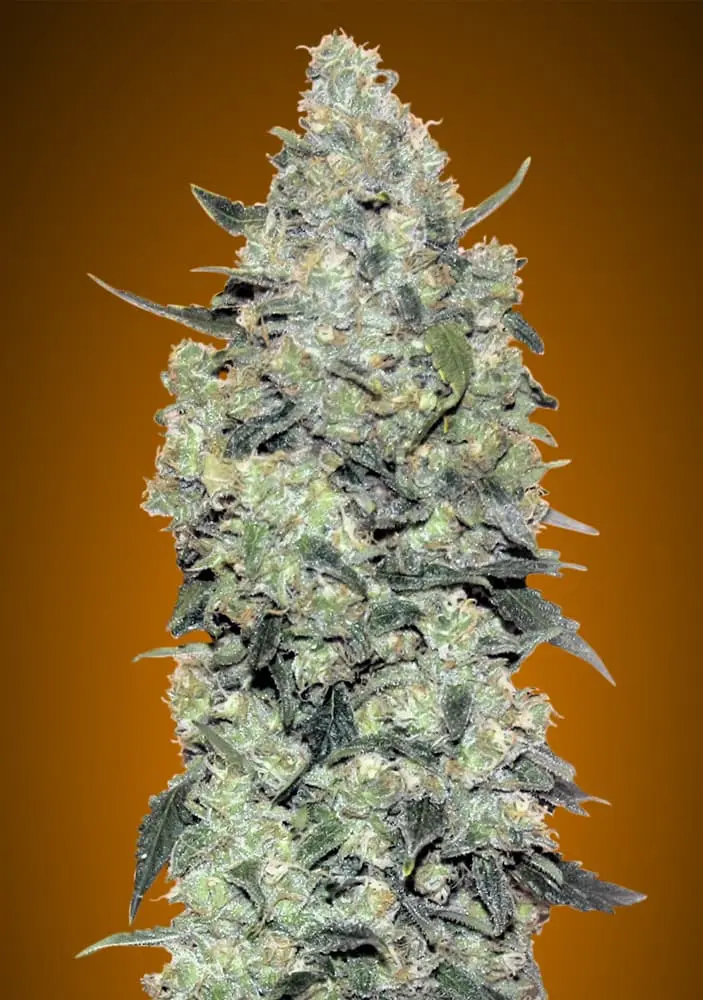 AUTO CRITICAL MASS ADVANCED SEEDS