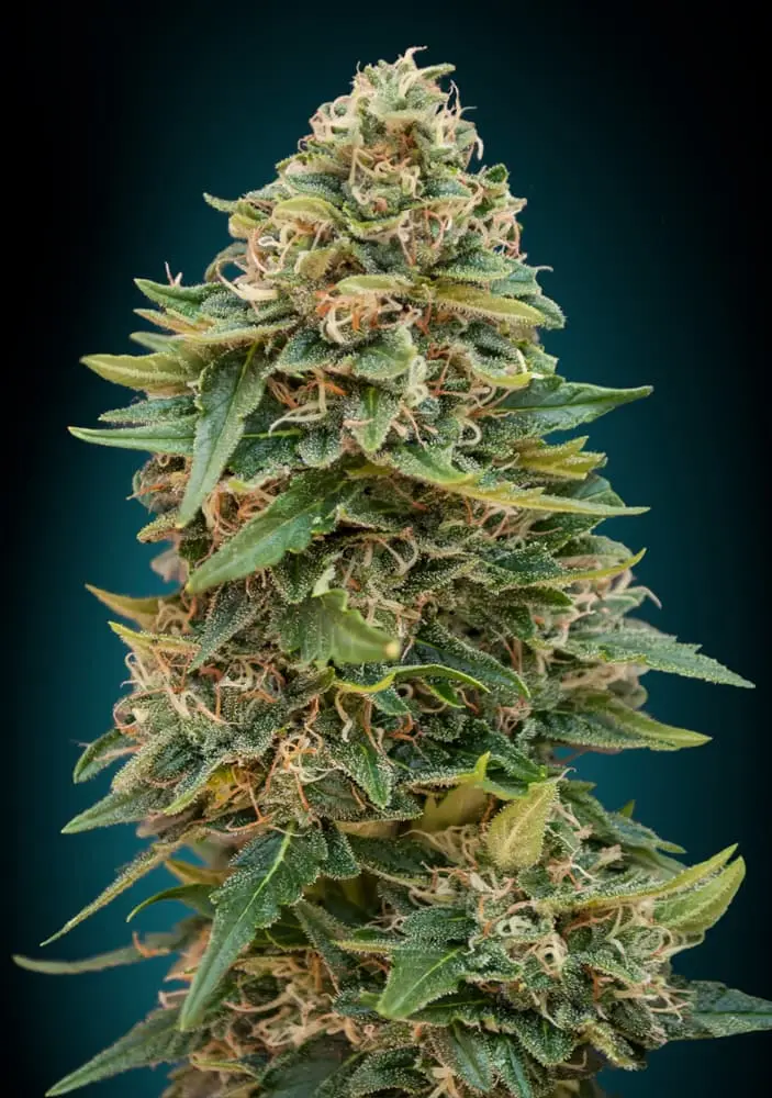 AUTO SKUNK 47 ADVANCED SEEDS