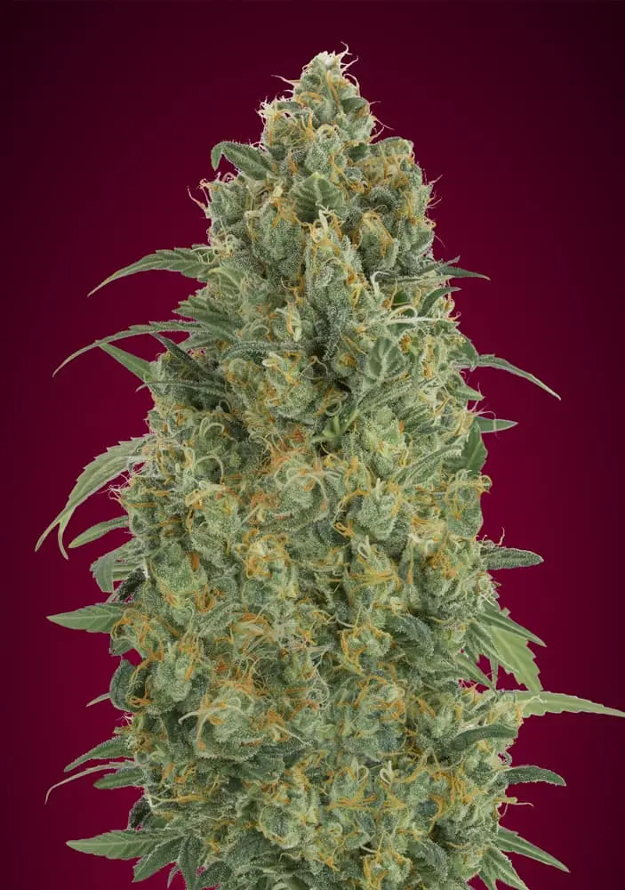 AUTO STRAWBERRY GUM ADVANCED SEEDS