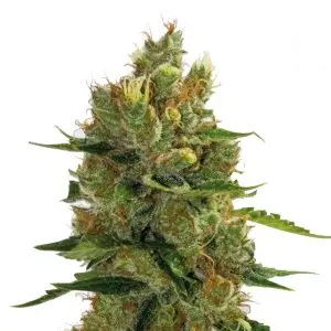 BACK TO THE 90’ (PRE BUBBA 98’ X BEATNIKUSH) GURU PLANT GENETIK FEM