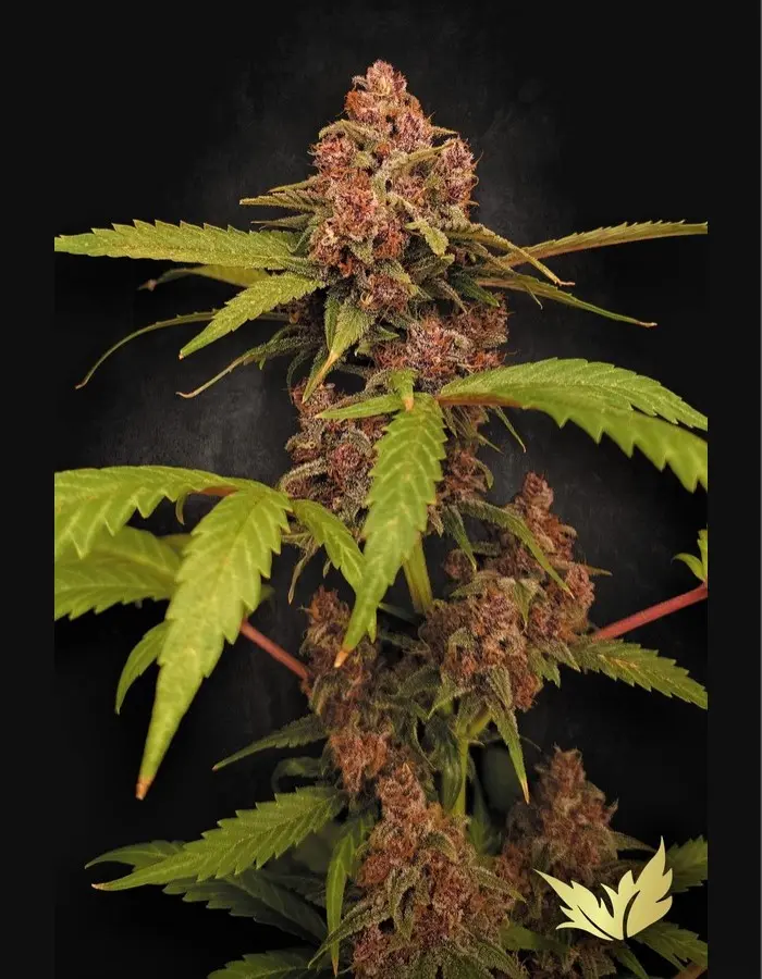BANANA PURPLE AUTO PARADISE SEEDS