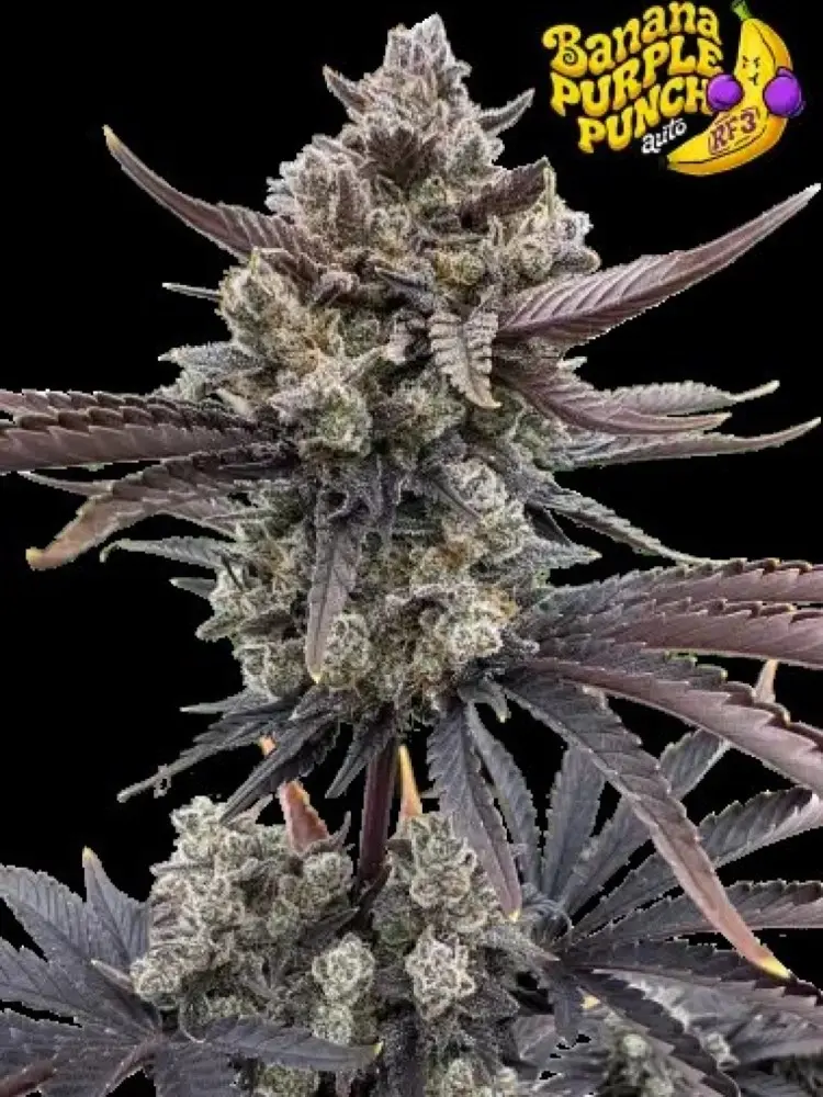 BANANA PURPLE PUNCH AUTO RF3 FAST BUDS