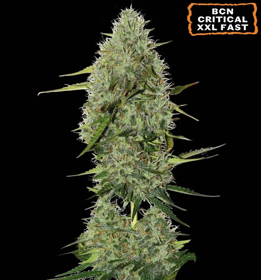 BCN CRITICAL XXL AUTO SEEDSTOCKERS