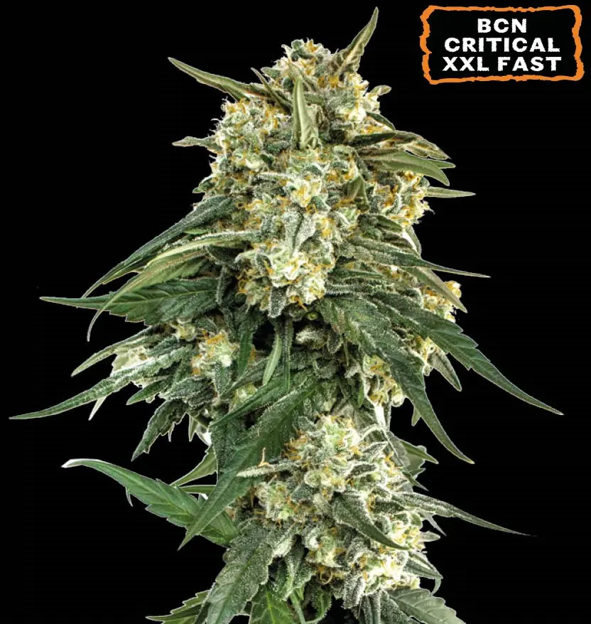 BCN CRITICAL XXL FAST FEM SEEDSTOCKERS