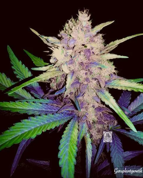 BEATNIKUSH GURU PLANT GENETIK FEM