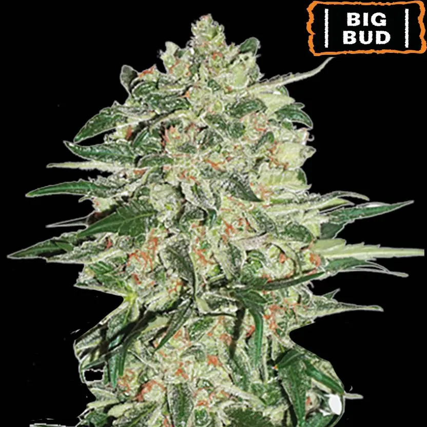 BIG BUD AUTO SEEDSTOCKERS