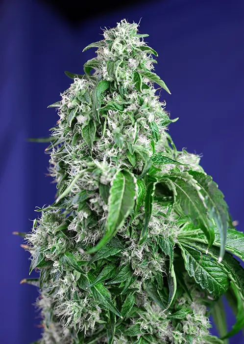 BIG DEVIL F1 FAST VERSION® SWEET SEEDS