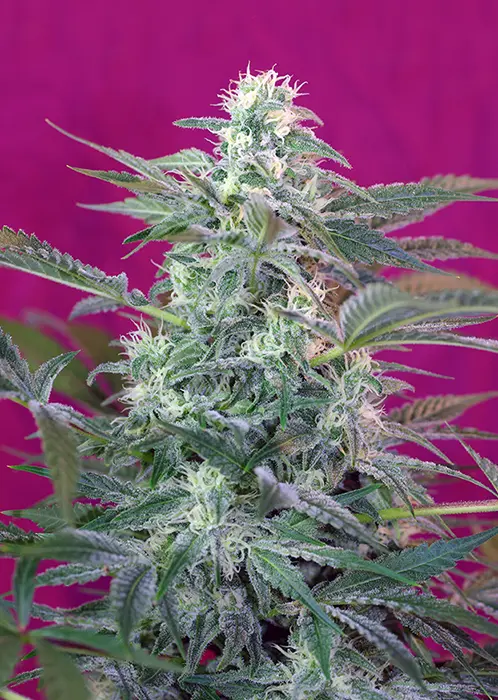 BIG FOOT SWEET SEEDS FEM