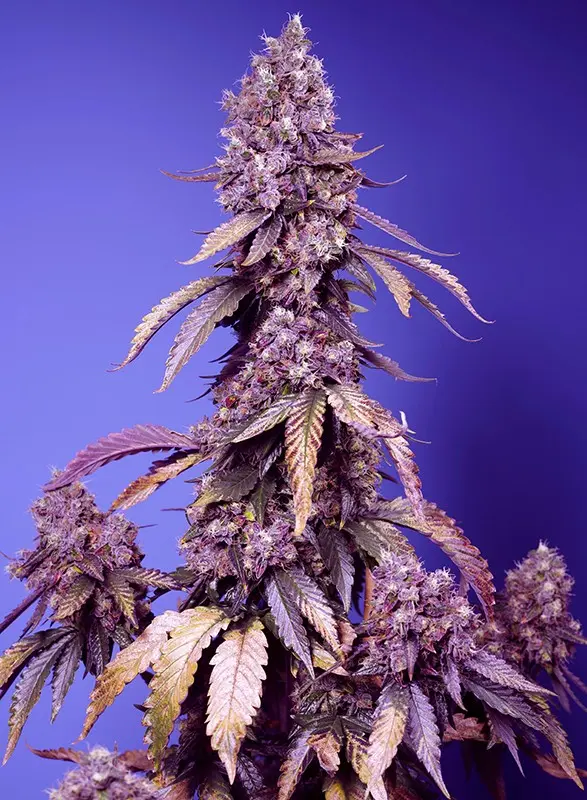 BLACK MUFFIN F1 FAST VERSION® SWEET SEEDS