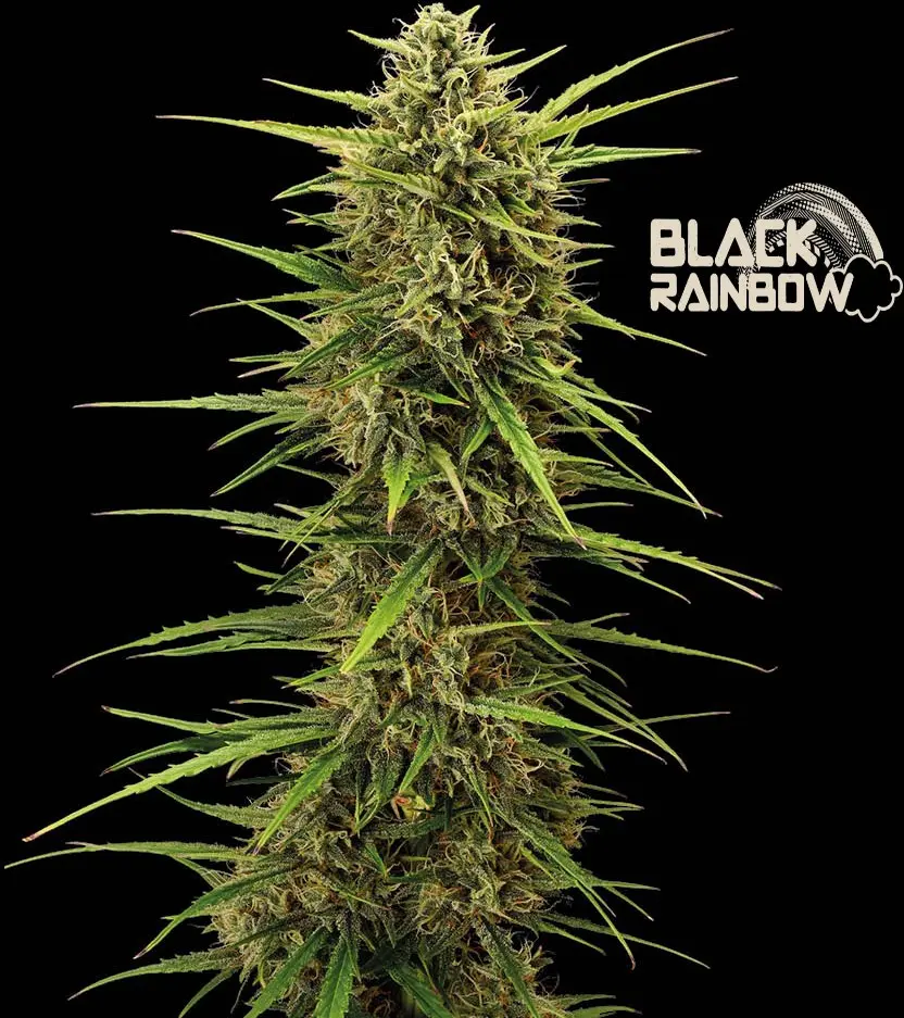 BLACK RAINBOW AUTO SEEDSTOCKERS