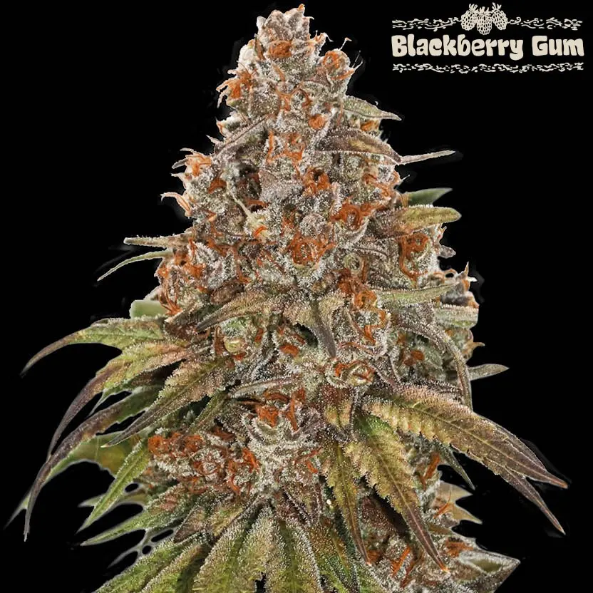 BLACKBERRY GUM AUTO SEEDSTOCKERS SUPERIOR