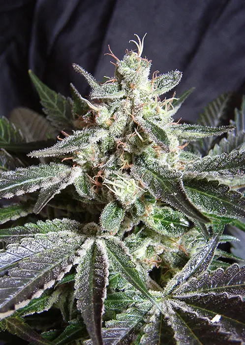 BLACK JACK® SWEET SEEDS FEM