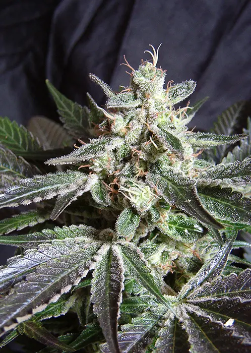 BLACK JACK F1 FAST VERSION® SWEET SEEDS