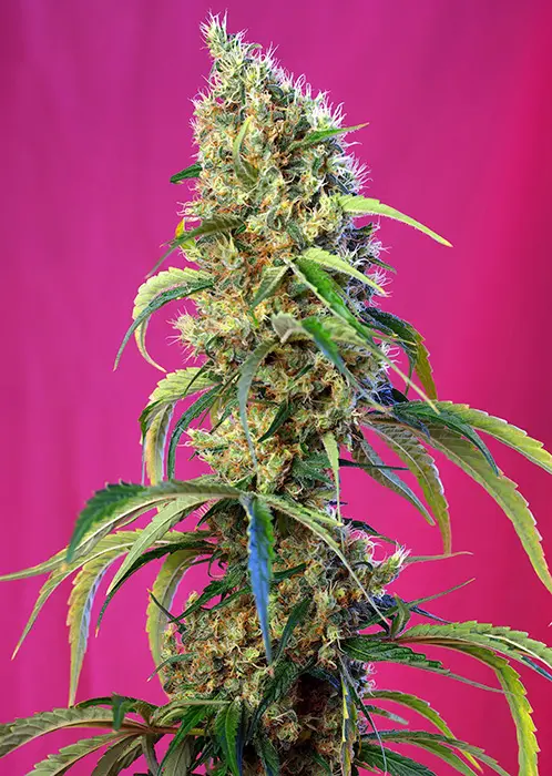 BLACK JACK CBD® SWEET SEEDS