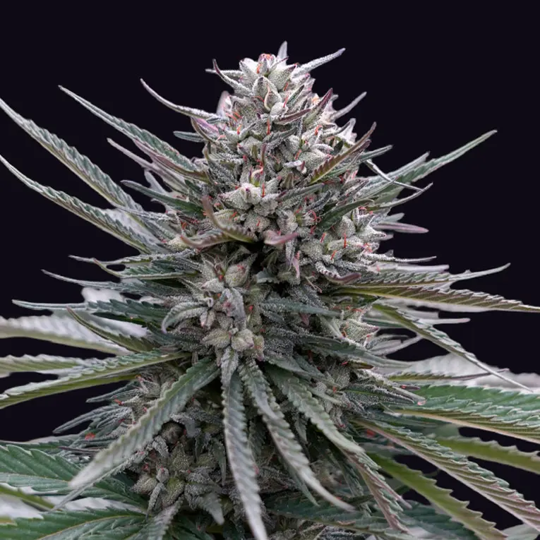 BLUBONIK AUTO GENEHTIK SEEDS