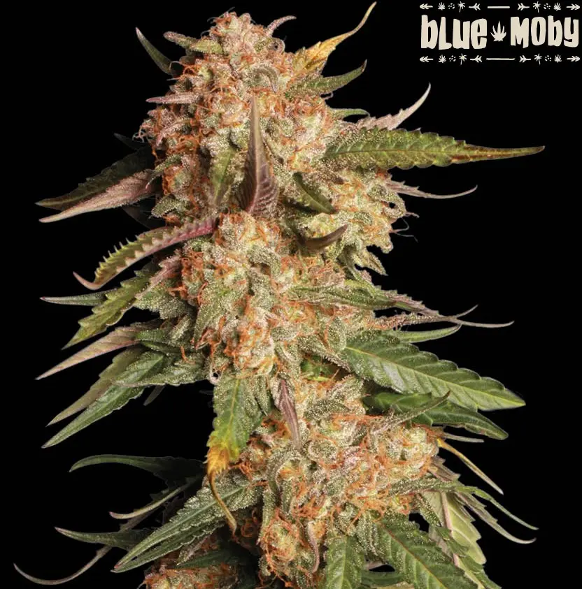 BLUE MOBY AUTO SEEDSTOCKERS SUPERIOR