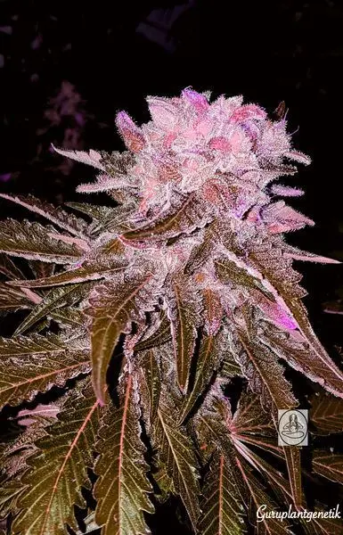 BLUE OREGON GURU PLANT GENETIK FEM
