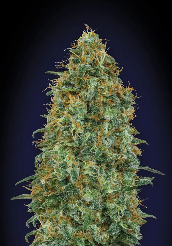 BLUEBERRY 00 SEEDS FEM