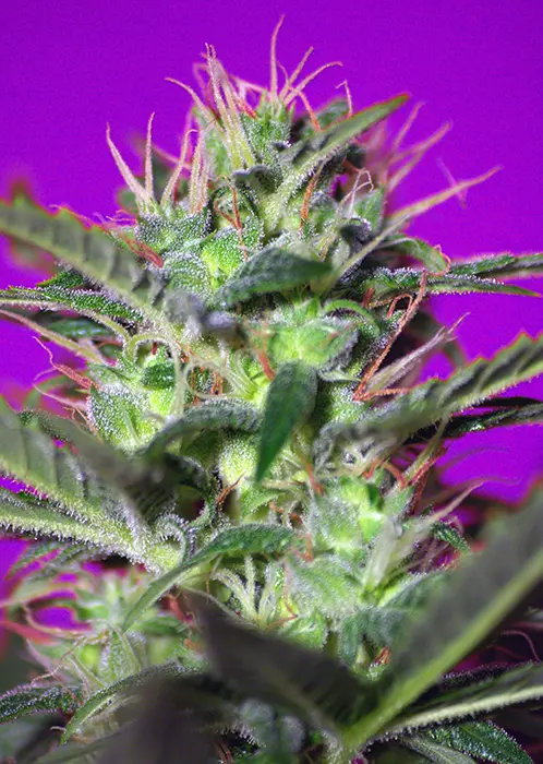 BOTAFUMEIROS® SWEET SEEDS FEM