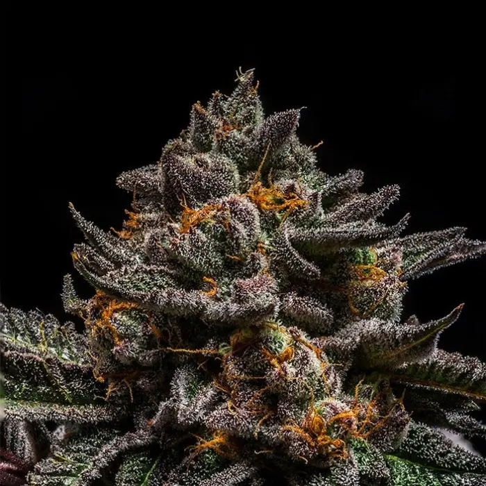 BRAIN CAKE FEM RIPPER SEEDS