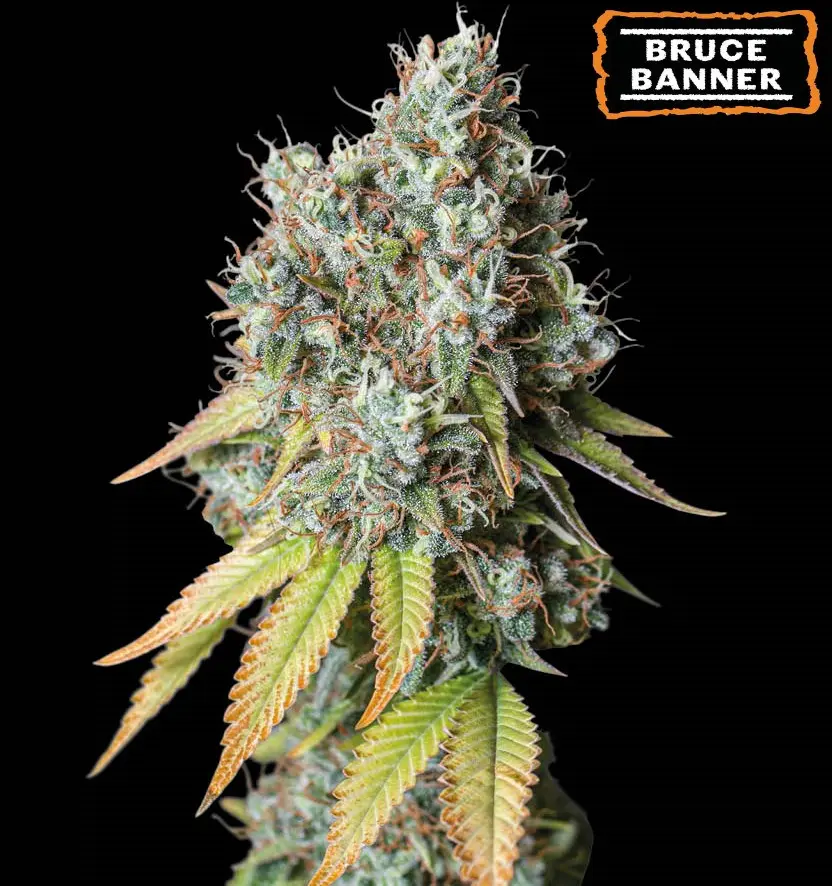 BRUCE BANNER AUTO SEEDSTOCKERS