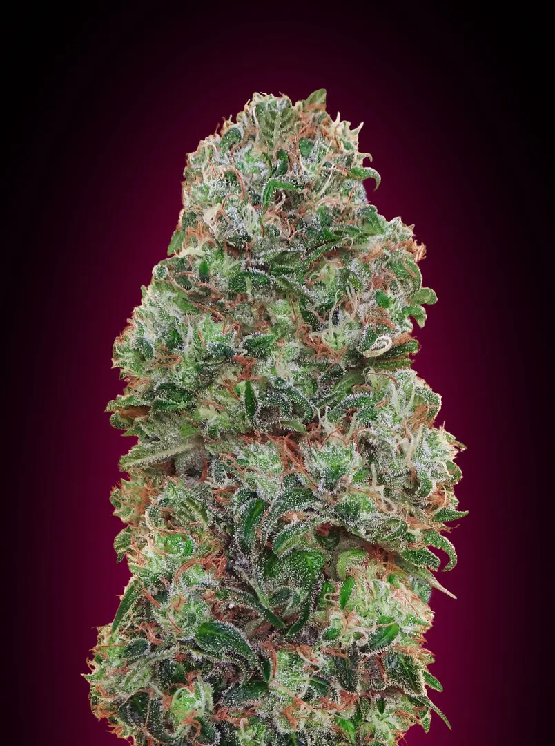 BUBBLE GUM 00 SEEDS FEM