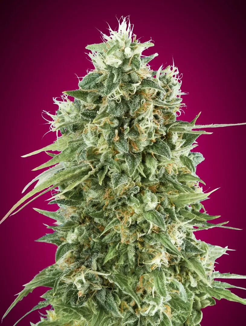 BUBBLE GUM CBD 00 SEEDS