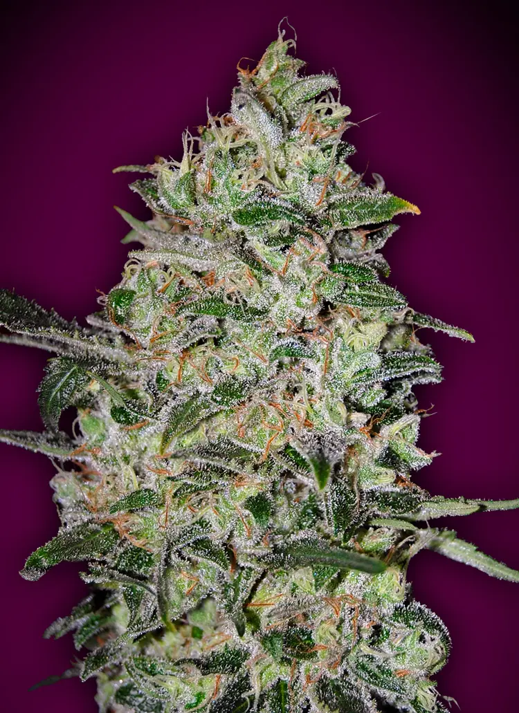 BUBBLE GUM FAST 00 SEEDS