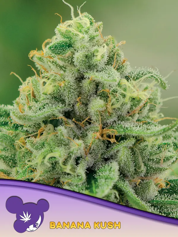 BANANA KUSH ANESIA SEEDS