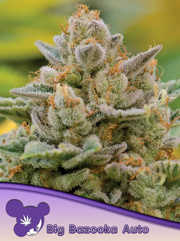 BIG BAZOOKA AUTO ANESIA SEEDS