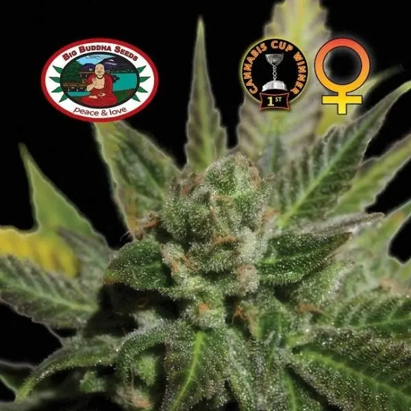 BIG BUDDHA CHEESE FEM - BIG BUDDHA SEEDS