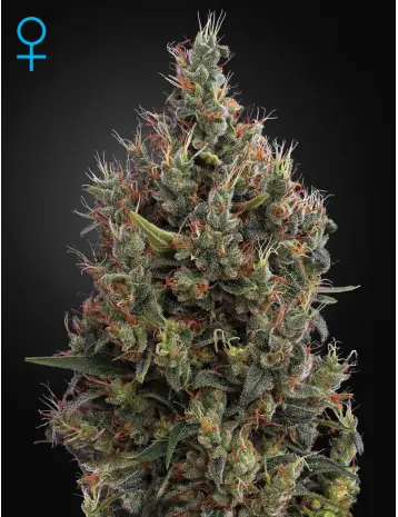 BIG BANG AUTO GREEN HOUSE SEED