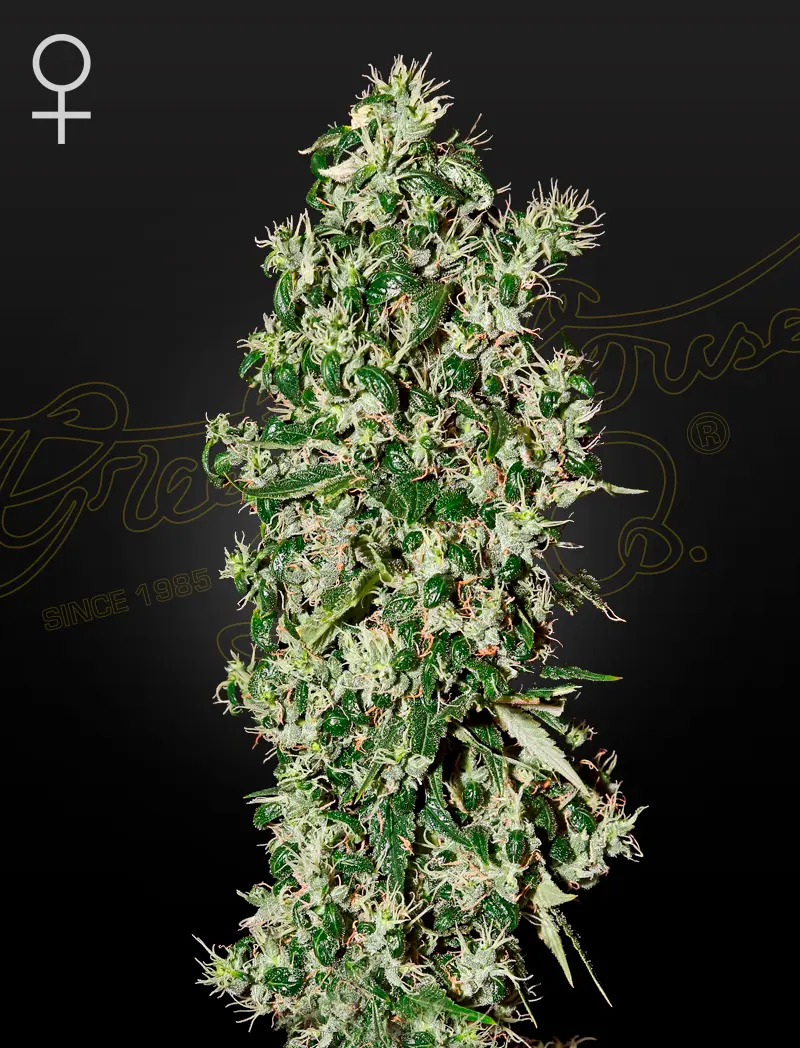 BIG TOOTH GREEN HOUSE SEED FEM