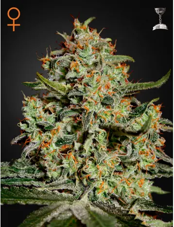 BIG BANG GREEN HOUSE SEED FEM