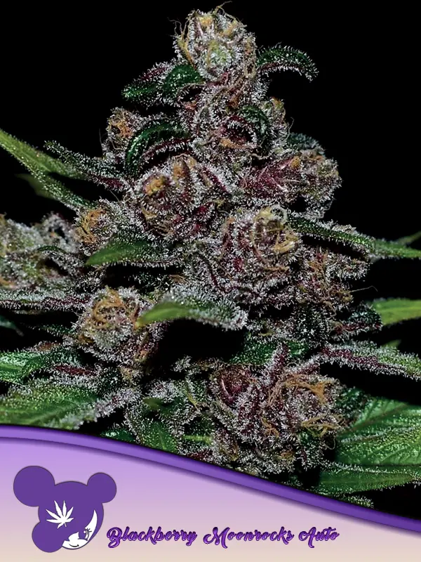 AUTO BLACKBERRY MOONROCKS ® ANESIA SEEDS