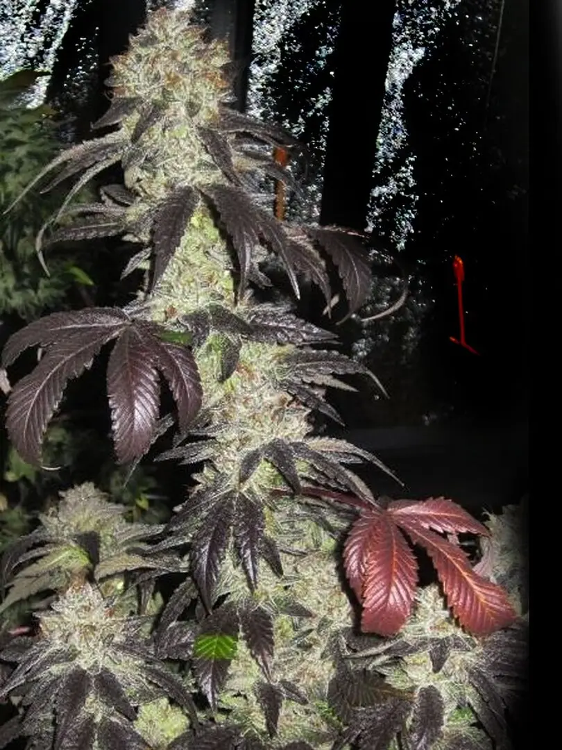 BLACK KUSH THE CALI CONNECTION FEM