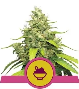 BLUE GELATO ROYAL QUEEN SEEDS FEM