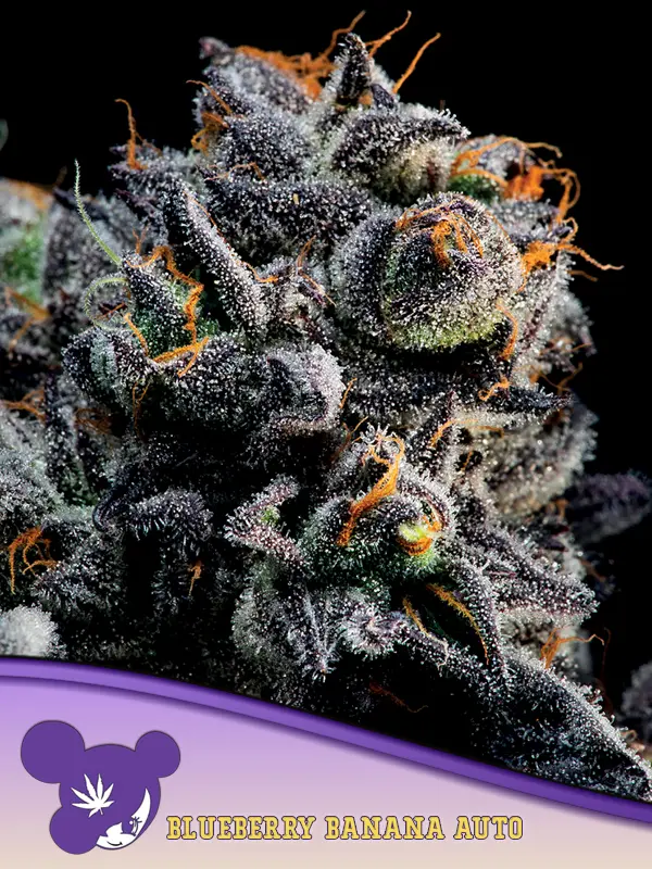 AUTO BLUEBERRY BANANA ANESIA SEEDS