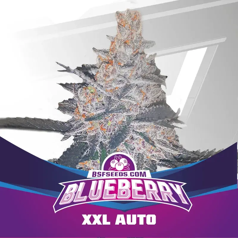 BLUEBERRY XXL AUTO BSF SEEDS