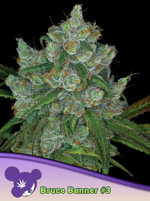 BRUCE BANNER #3 ANESIA SEEDS