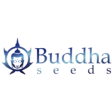 BUDDHA SEEDS