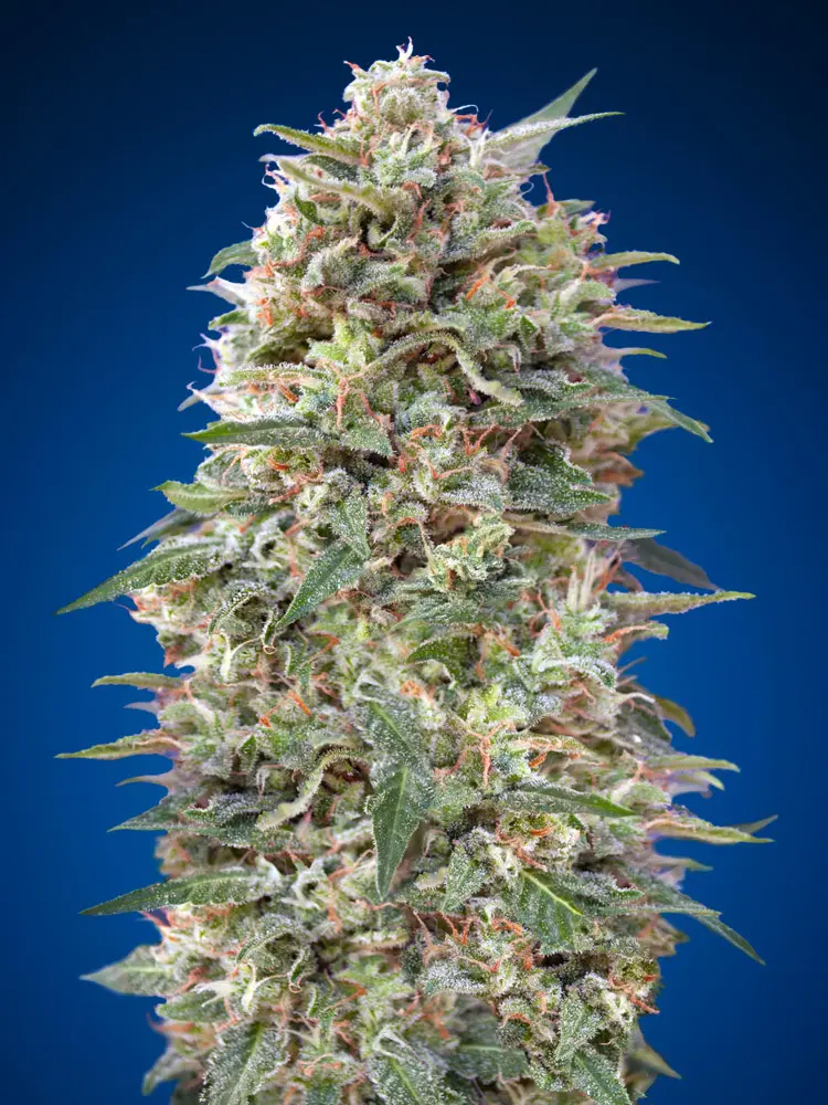 CALIFORNIA KUSH 00 SEEDS FEM