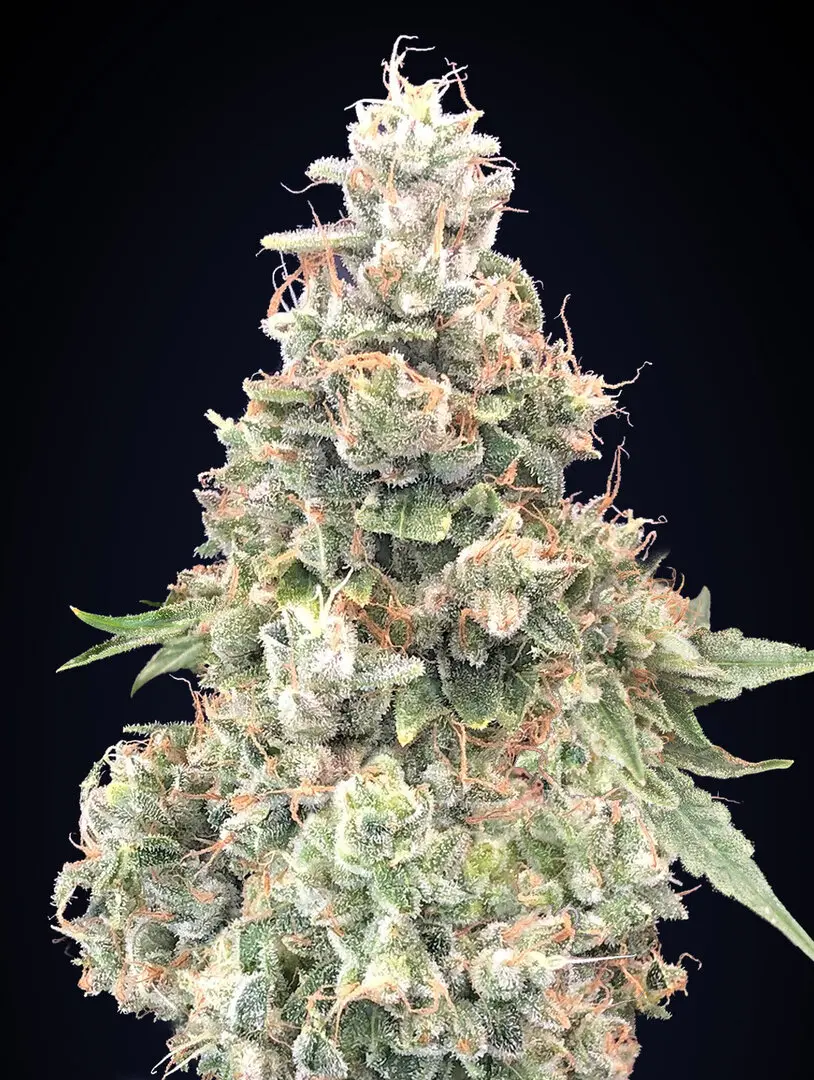 CALIFORNIA KUSH FAST 00 SEEDS