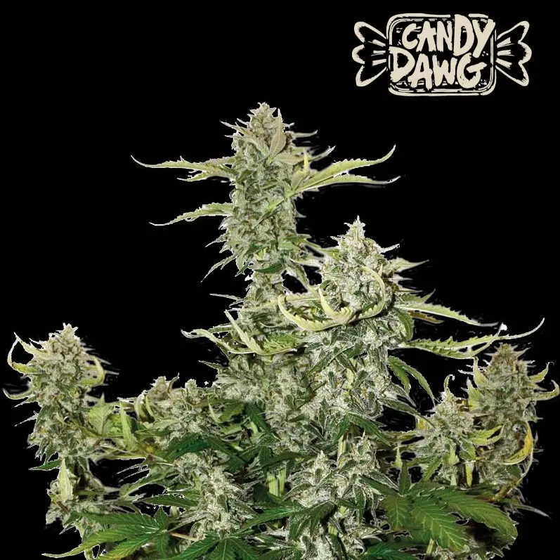 CANDY DAWG AUTO SEEDSTOCKERS SUPERIOR