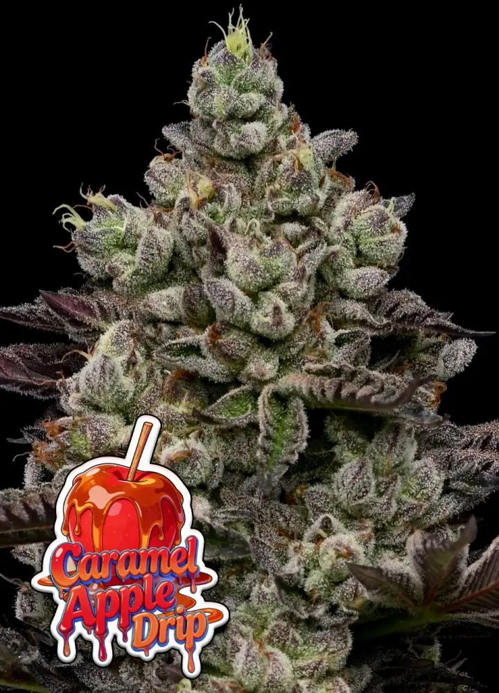 CARAMEL APPLE DRIP ANESIA SEEDS