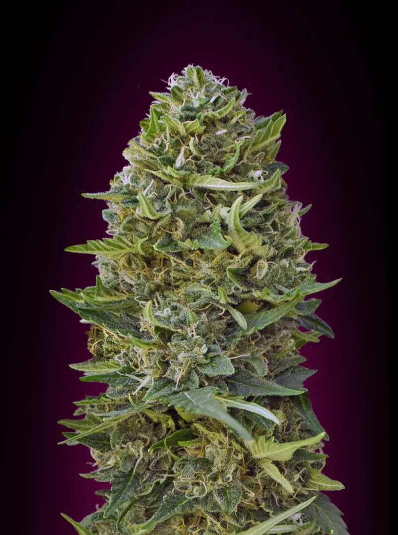 CARAMEL KUSH 00 SEEDS FEM