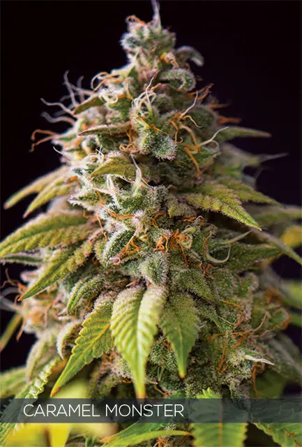 CARAMEL MONSTER - VISION SEEDS FEM