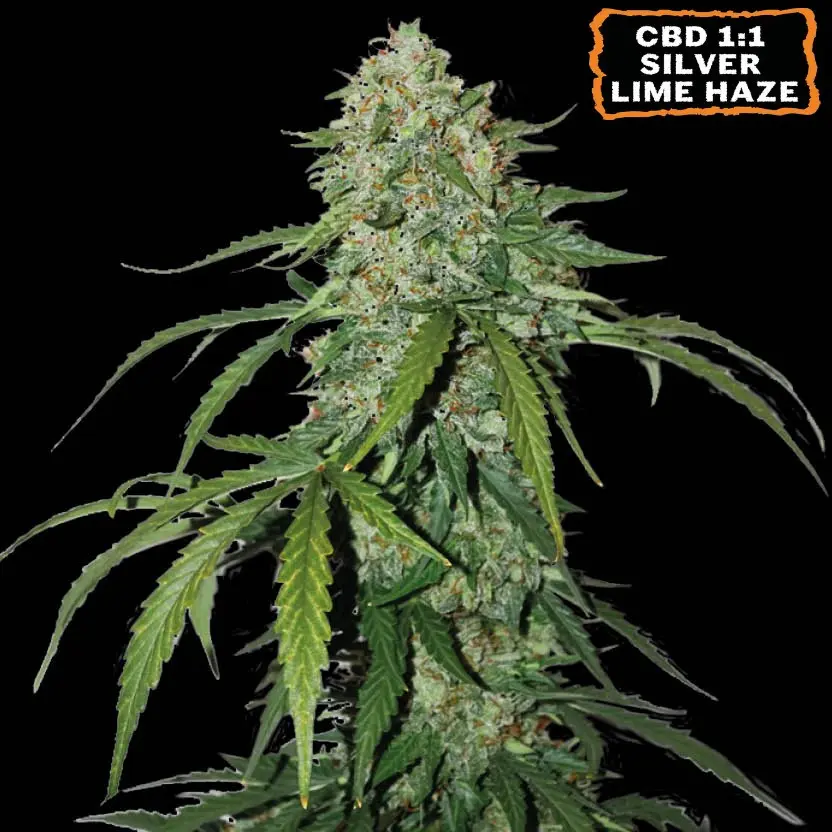 CBD 1:1 SILVER LIME HAZE AUTO SEEDSTOCKERS